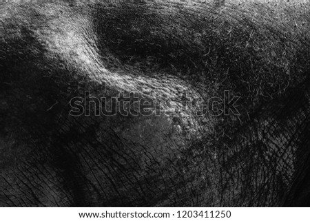 Close up skin texture Thai elephant. process b&w