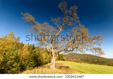 Autumn scenes. Yellow linden tree, country road, blue sky