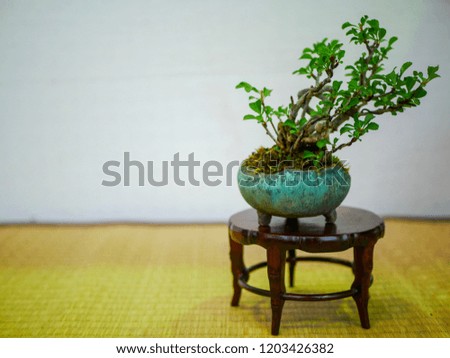 Traditional Japanese flower arrangement (bonsai)