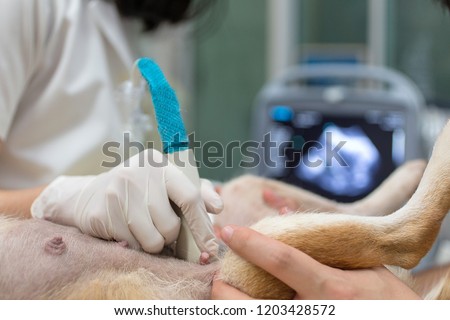 Vet for pregnant women. Veterinary. Veterinarian is doing ultrasound. View the puppy in the dog. Veterinarian doing ultrasound and analyze healthy of animal. Selective focus. Royalty-Free Stock Photo #1203428572
