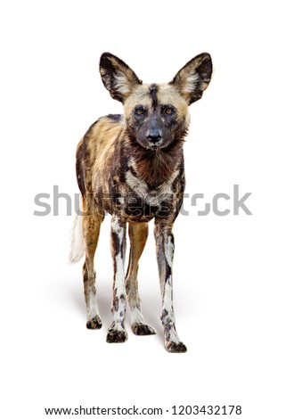 African painted wild dog standing facing forward looking at camera. Isolated on white background.  Royalty-Free Stock Photo #1203432178