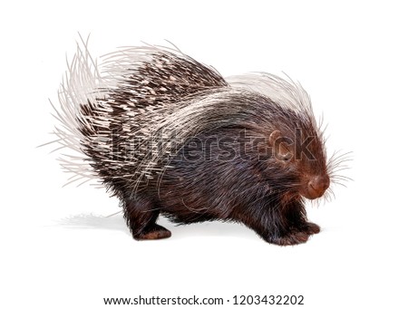 Porcupine facing side isolated on white background
