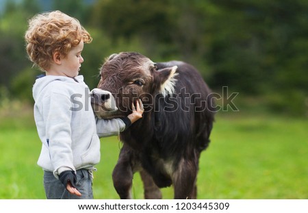 boy and calf on the field, curly ginger hair, brown bull, spring summer morning, a cow and a cowboy, herdsman, child and cattle mammal on a background mountain valley colors greenery, best friends. Royalty-Free Stock Photo #1203445309
