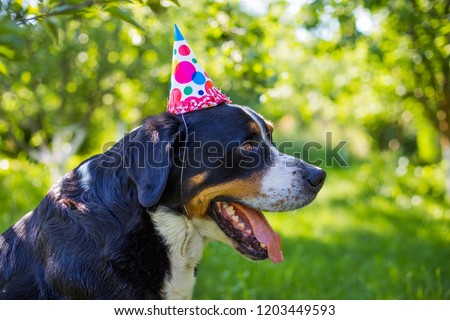 A dog's birthday, a party. Large Swiss Mountain Dog, paper cap, celebrate the birthday of a dog, happy birthday my best friend.