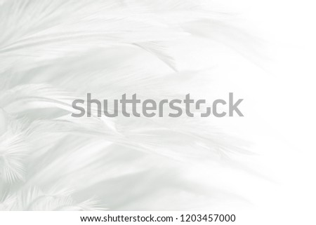 Beautiful white feather pattern texture background with copy space 