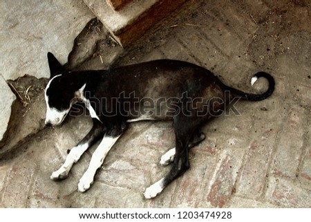 poor homeless skinny lorn dog on streets of city. Pets without a host starve to sleep on street Royalty-Free Stock Photo #1203474928