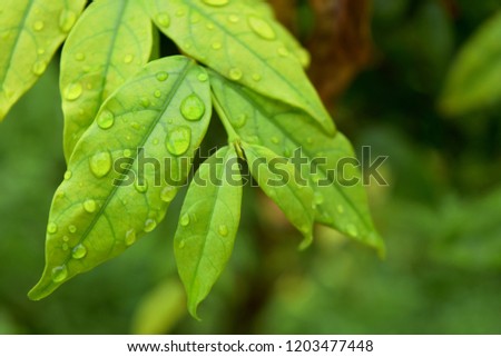 Green leaf with water drops, macro, nature background.