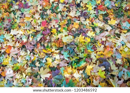 texture of autumn colored maple leaves on the ground