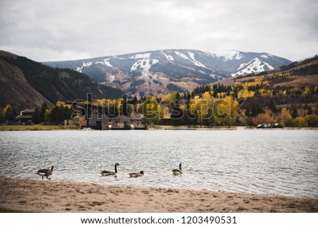 Geese walking towards a lake with a ski mountain in the background. 