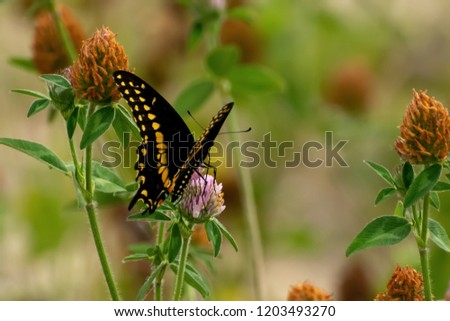 A close up of a black swallowtail butterfly perched on a flower.