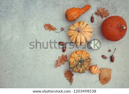 Pumpkin background. Various pumpkin on a concrete background with straw and yellow leaves and oak acorns. Autumn/Fall background. Space for text.