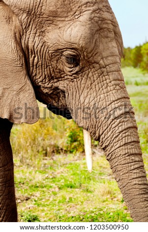 Close up of a large  African elephant grazing in an open field.