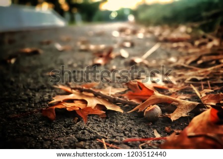 warm toned autumn themed picture; orange leaves and acorn during sunset