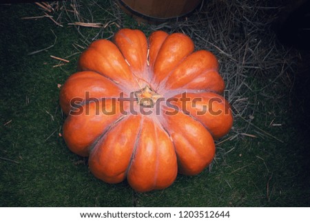 Decorative orange pumpkins on display in Halloween. Vintage style picture. Interior and Halloween day concept.