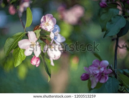 Apple tree flowers and leafs on a blurry background with bokeh