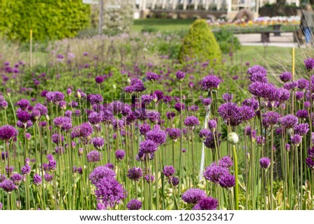 'Purple Sensation' Alliums flaunt lofty stems boasting vibrant, deep purple blooms.