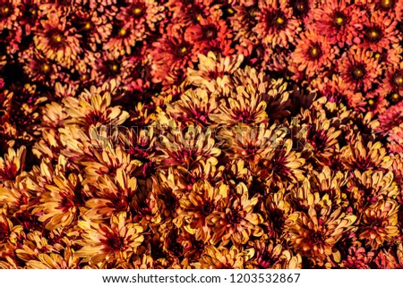 Autumn flowers chrysanthemums background. Bright and colorful carpet of flowers chrysanthemums in the park, Ukraine