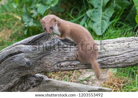 Weasel or Least weasel (mustela nivalis) on a tree log Royalty-Free Stock Photo #1203553492