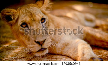 Lion cub to take his picture
