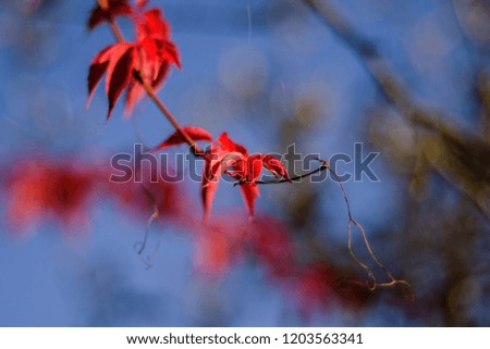 Red leaves of wild grapes and branches on a sky blue background. Autumn landscape. Colorful background. 