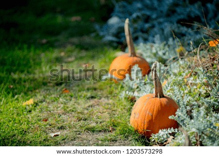 group of a yellow pumpkins on a ground. Autumn season images in natural colors