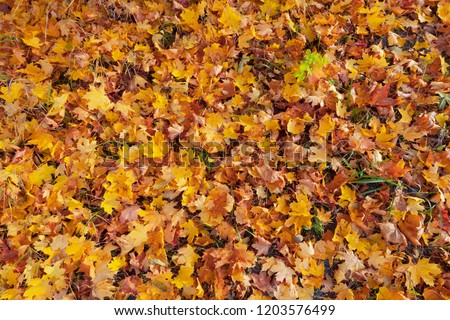 Maple leaves during autumn from above at a grass covered ground, yellow, orange and red colors of the foliage. Sweden Royalty-Free Stock Photo #1203576499