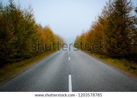 Foggy autumn road landscape