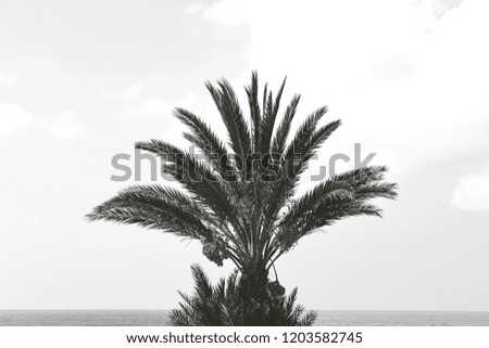 Black And Wite Vintage Style Palm Trees In Aphrodite Hills, Paphos Cyprus