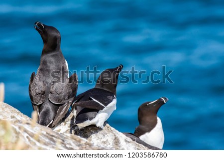 Wildlife photography.Pair of razorbills nesting on cliff shelve, on Skomer island  in South Wales,Uk.Beautiful and protected seabirds in their natural habitat.Blurred sea in background.