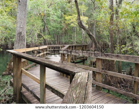  A Focus Stacked Image of a Portion of the Boardwalk at Manatee Springs, Florida 
