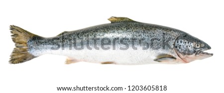 Salmon fish isolated on white without shadow Royalty-Free Stock Photo #1203605818