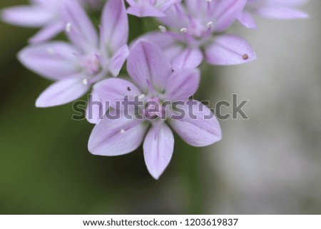 Pale light purple flowers