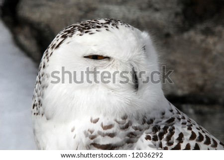 Close-up picture of a male Snowy Owl