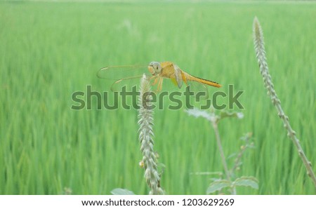 beautiful dragonfly in autumn, dragonfly background