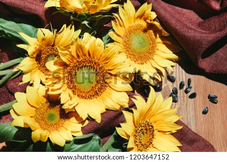 Beautiful yellow sunflower flowers with black seeds on brown wooden background