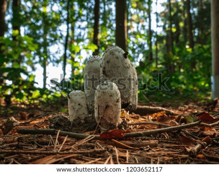 View to white mushroom family in dry forest environment made as a high resolution picture