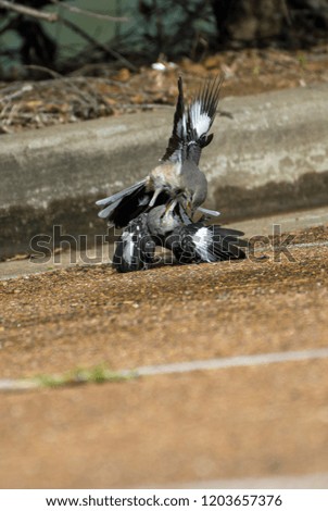 Northern Mockingbirds fighting over territory 
