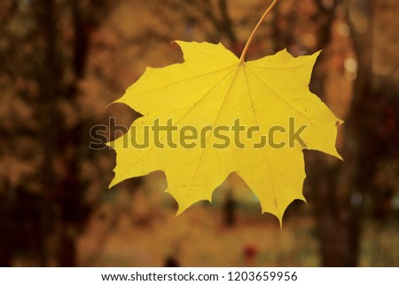 Autumn in the park. Yellow maple leaf. Autumn nature.