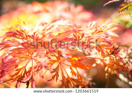 The orange and red leaves of the Japanese Maple glow in the sunlight and signals a changing season at the Kubota Garden in Seattle, Washington. 