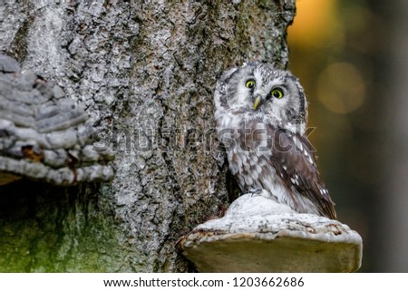 Portrait of a small brown owl with glowing yellow eyes in a beautiful natural environment.
Boreal owl known also as Tengmalm‘s Owl or Richardson’s Owl, Aegolius funereus.
