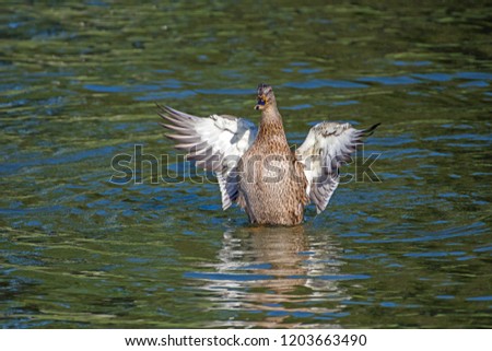 Mallard Hen flapping wings on the lake