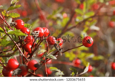 Scenic close up of dogrose berry branch. Autumn nature background