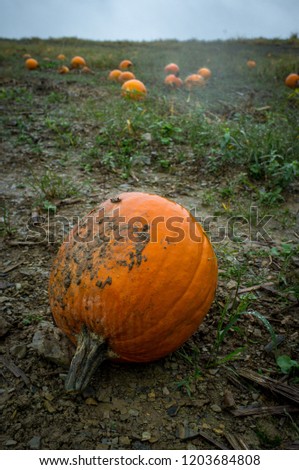 Orange pumpkins in pumkin patch on wet rainy Autumn day