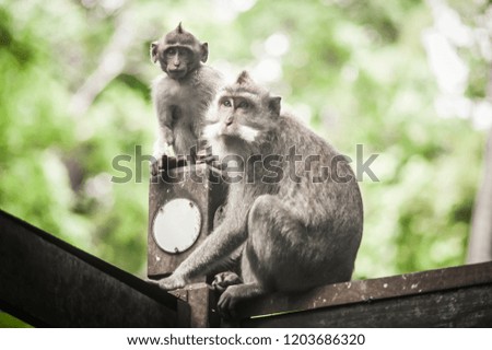 Macaque monkey family sitting and relaxing in secret monkey forest. Ubud, Bali, Indonesia