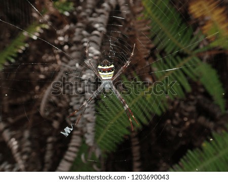 Garden Orbweaver (Argiope versicolor)