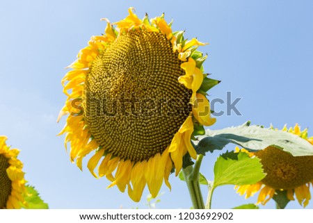 Sunflower natural background. Sunflower blooming. Close-up of sunflower.