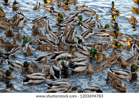 Ducks during feeding 