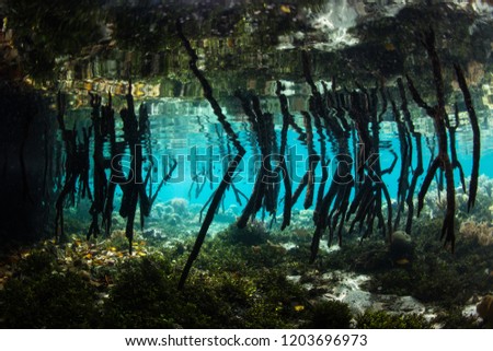 Long mangrove prop roots descend into the shallows of Raja Ampat, Indonesia. This area is known as the heart of the Coral Triangle due to its incredible marine biodiversity.