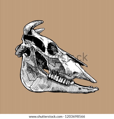 illustration of bull and cow skull stylized as engraving on kraft paper background. Profile views. 