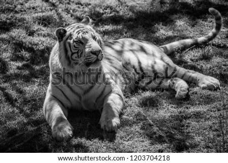 white tiger in a natural environment. White cub resting. Tiger taking a nap